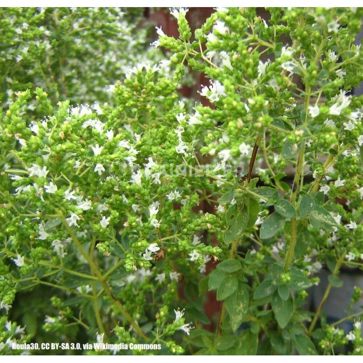 Origan, Marjolaine sauvage, Origanum vulgare subsp. hirtum image